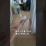 散歩練習で嫌がるマルチーズ子犬 #可愛い＃シニア #puppy #子犬 #眠る＃散歩＃練習＃嫌 #犬のいる生活＃ハーネス#サークル ＃初めて #ペット #マルチーズ #可愛い