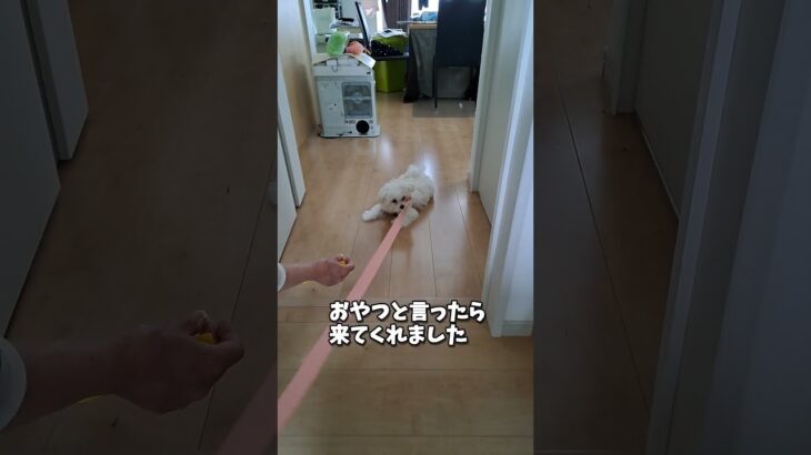 散歩練習で嫌がるマルチーズ子犬 #可愛い＃シニア #puppy #子犬 #眠る＃散歩＃練習＃嫌 #犬のいる生活＃ハーネス#サークル ＃初めて #ペット #マルチーズ #可愛い