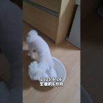 洗面器と格闘するマルチーズ子犬＃シニア＃マルチーズ＃子犬＃可愛い＃お迎え＃癒し＃性格＃噛む＃吠える＃しつけ＃遊ぶ #ふせ＃洗面器 #puppy