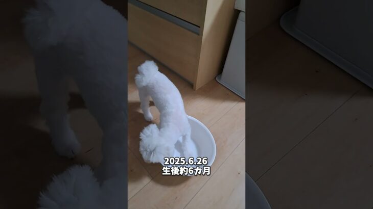 洗面器と格闘するマルチーズ子犬＃シニア＃マルチーズ＃子犬＃可愛い＃お迎え＃癒し＃性格＃噛む＃吠える＃しつけ＃遊ぶ #ふせ＃洗面器 #puppy
