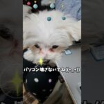 パソコン噛むマルチーズパピー #シニア #可愛い #癒し #犬のいる生活#puppy #サークル #癒し #ペット #シニア #PC#パソコン＃食べる#子犬＃かじる＃マルチーズ＃かわいい＃しつけ