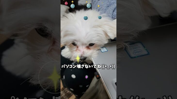 パソコン噛むマルチーズパピー #シニア #可愛い #癒し #犬のいる生活#puppy #サークル #癒し #ペット #シニア #PC#パソコン＃食べる#子犬＃かじる＃マルチーズ＃かわいい＃しつけ