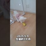 おもちゃを持ってくるおやつ大好きマルチーズ＃シニア＃ノーズワーク＃マルチーズ＃おもちゃ #puppy ＃シニア #犬のいる生活＃おやつ＃子犬＃pets#ペット #癒し #可愛い＃遊ぶ