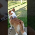 【ホテル宿泊記】 犬と泊まるサンクチュアリコート琵琶湖 #shorts 旅行vlog /with dogクラブスイートルーム /滋賀県 大人旅 シニア旅 /リゾートトラスト XIV エクシブ