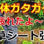 【シニアライフ】のらりくらり年金生活　身体ガタガタ！疲れたよ～庭の防草シートを張り【のらりくらり年金生活チャンネル】