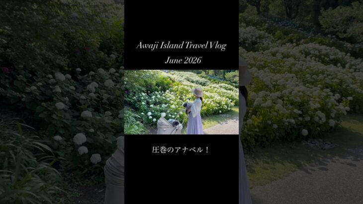 保護犬とシニア犬で初めての淡路島旅行🏝️