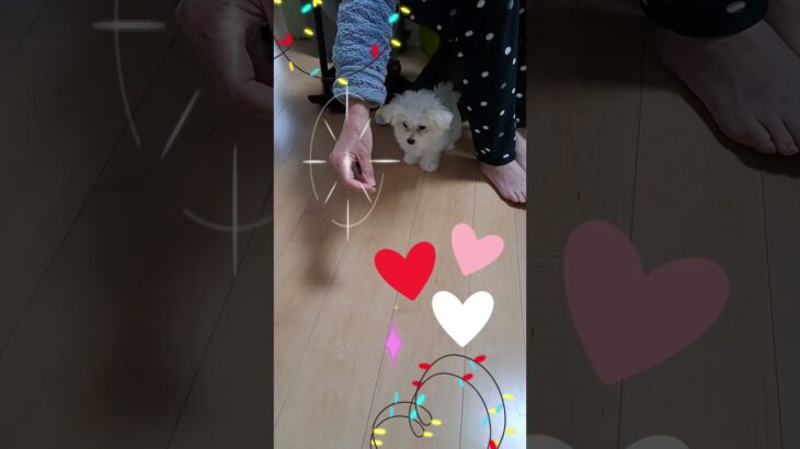 【しつけ】おすわり ふせ まて よしができるマルチーズ #可愛い #シニア#シニアと暮らすマルチーズパピー＃ふせ＃まて＃よし＃おすわり＃子犬＃練習＃もも