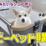 急に寂しがりになったシニア犬にベビーベッドを購入しました！