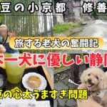 30代、シニア犬のおすすめ旅。伊豆に行くなら緑豊かな自然と修善寺グルメ！【犬と旅行】【伊豆旅行】