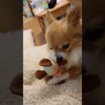 子供の頃から、ずっとお気に入りのおもちゃ。　#チワワ　#多頭飼い 　#シニア犬　#Chihuahua　#dog　​#shorts　 #犬のいる生活