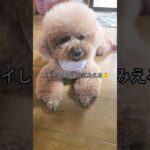高齢犬の日常🐶赤ちゃん?#かわいいもふもふ #犬のいる生活 #シニア犬 #トイプードル#fyp