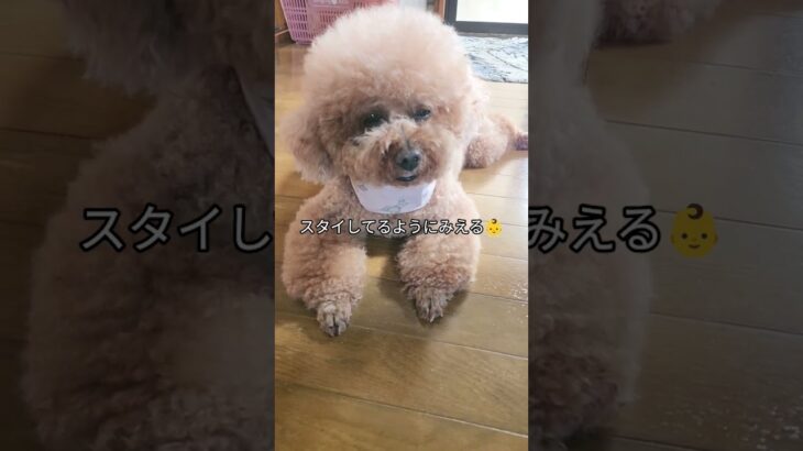 高齢犬の日常🐶赤ちゃん?#かわいいもふもふ #犬のいる生活 #シニア犬 #トイプードル#fyp