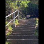 鋸山の日本寺から展望台へ登ってみた。#shorts #旅行 #鋸山 #シニア