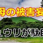 【シニアライフ】のらりくらり年金生活　うそだ～キュウリの実が大変な事に！ 義母の被害妄想  【のらりくらり年金生活チャンネル】