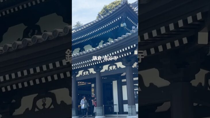鎌倉・長谷寺#旅行 #シニア#鎌倉