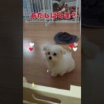 シロクマさんに似てるマルチーズ#シニアと暮らすマルチーズパピー＃ #可愛い#トイプードル ＃歩く＃シニア＃ #犬のいる生活＃ご飯＃待つ #愛犬＃足＃ごめん＃しろくま#サークル #puppy #チワワ