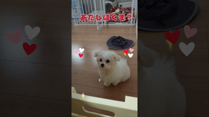 シロクマさんに似てるマルチーズ#シニアと暮らすマルチーズパピー＃ #可愛い#トイプードル ＃歩く＃シニア＃ #犬のいる生活＃ご飯＃待つ #愛犬＃足＃ごめん＃しろくま#サークル #puppy #チワワ