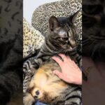赤ちゃんみたいなおじいちゃん#shorts#猫かわいい#シニア猫