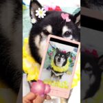 ＃犬の美容室ナチュレ＃ナチュレ＃ひとりまー＃グルーミング＃柴＃シャンプー＃シニア＃ペット＃可愛い＃＠ナチュレの部屋