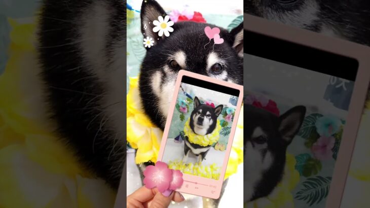 ＃犬の美容室ナチュレ＃ナチュレ＃ひとりまー＃グルーミング＃柴＃シャンプー＃シニア＃ペット＃可愛い＃＠ナチュレの部屋