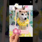 ＃犬の美容室ナチュレ＃ナチュレ＃ひとりまー＃グルーミング＃柴＃シャンプー＃シニア＃可愛い＃ペット＃＠ナチュレの部屋