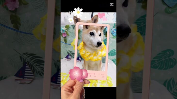＃犬の美容室ナチュレ＃ナチュレ＃ひとりまー＃グルーミング＃柴＃シャンプー＃シニア＃可愛い＃ペット＃＠ナチュレの部屋