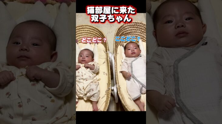 猫部屋に来た双子ちゃんとシニア猫…オヤツでまさかのこうなりました#猫 #赤ちゃん #双子