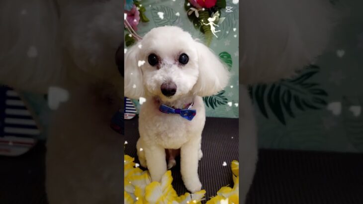 ＃犬の美容室ナチュレ＃ナチュレ＃ひとりまー＃トリミング＃シニア＃カット＃可愛い＃ペット＃＠ナチュレの部屋
