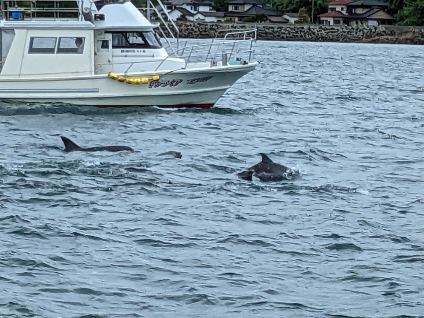 dolphin watching!