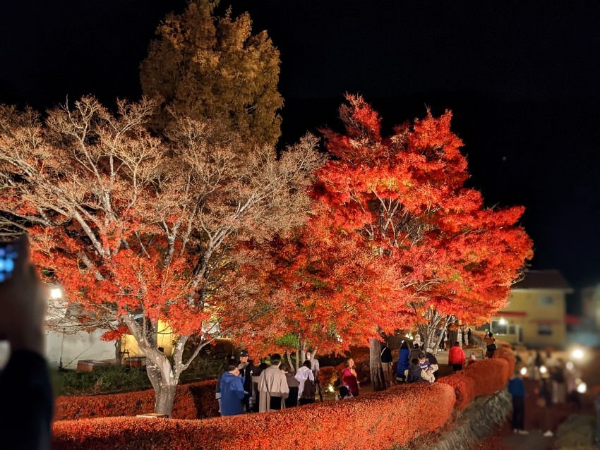 Maple Corridor