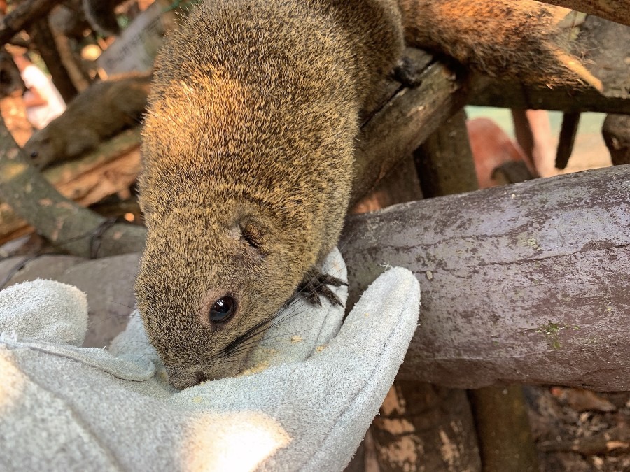 Kinkasan Squirrel Village in Gifu City, Gifu Prefecture