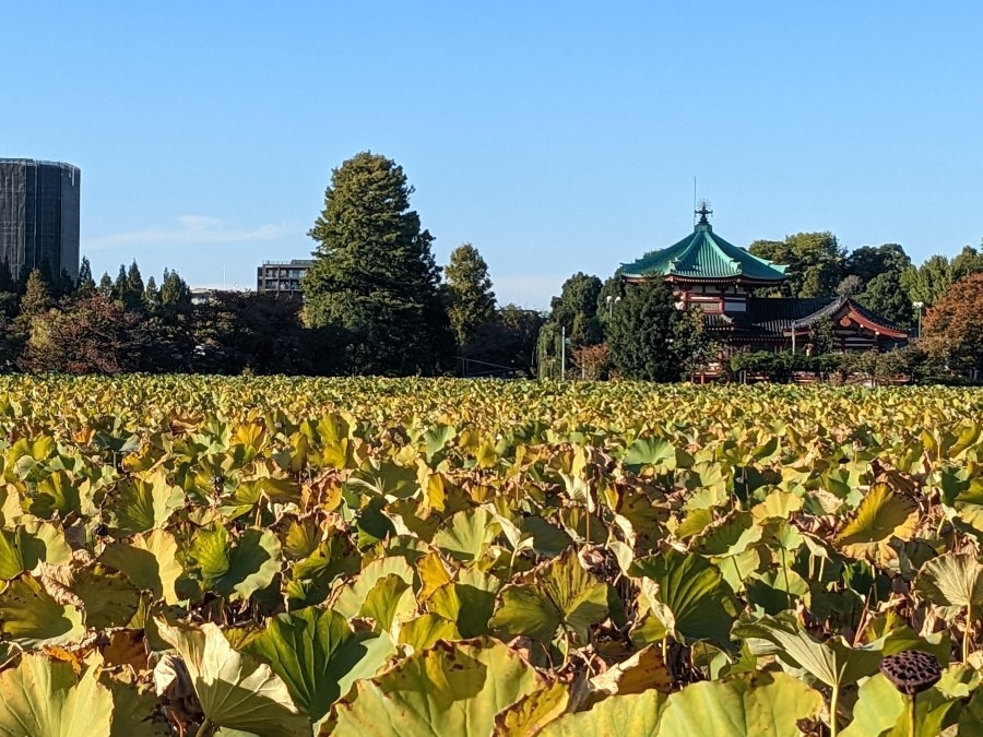 Shinobazu Pond