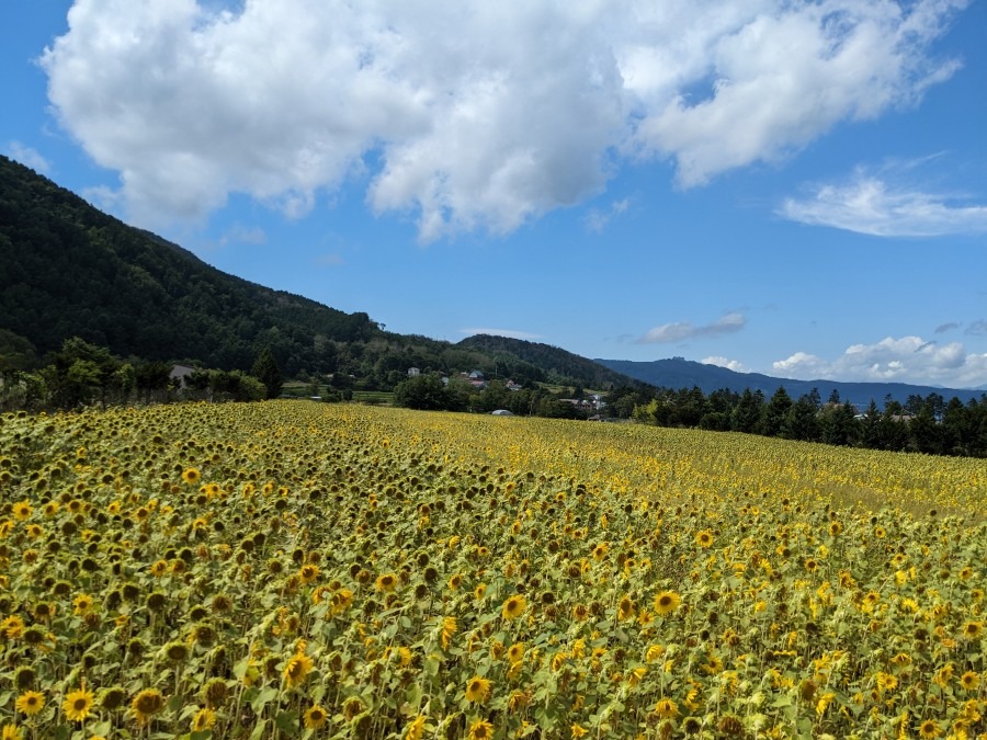 Sunflower field in Sobetsu Town, Hokkaido